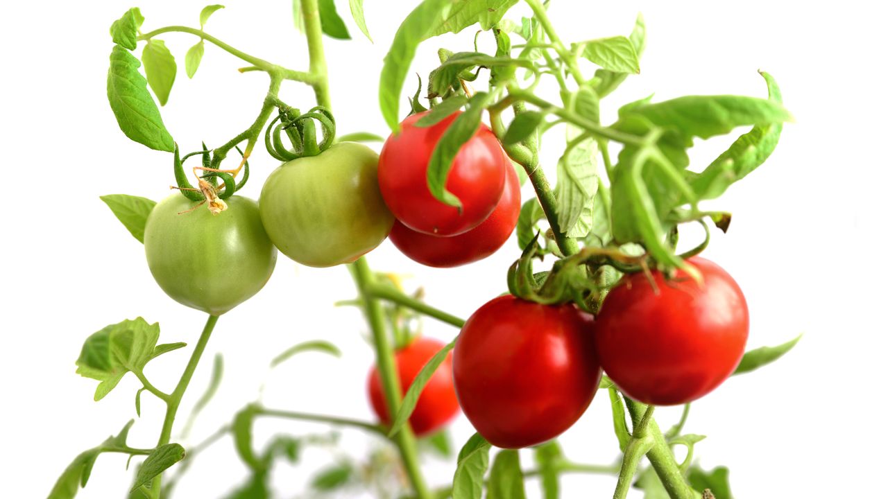 O tomate é uma fruta ou vegetais?