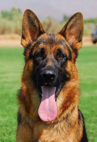 German Shepherd